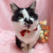 なでなで大好き♪おっとり穏やか『才蔵くん』