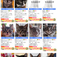 チビねこ祭り28匹！愛知県みよし市