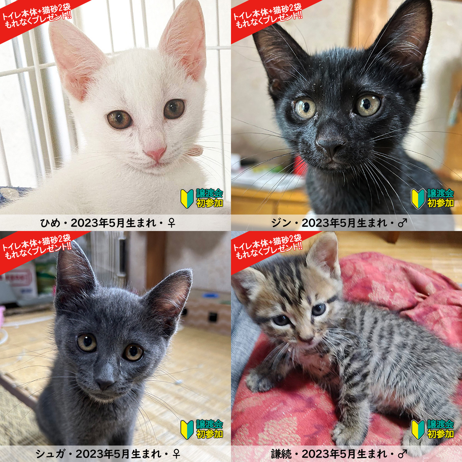 ★子猫だけ30匹・みよし市★