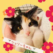 アペリティフ5兄妹♡シェリーちゃん