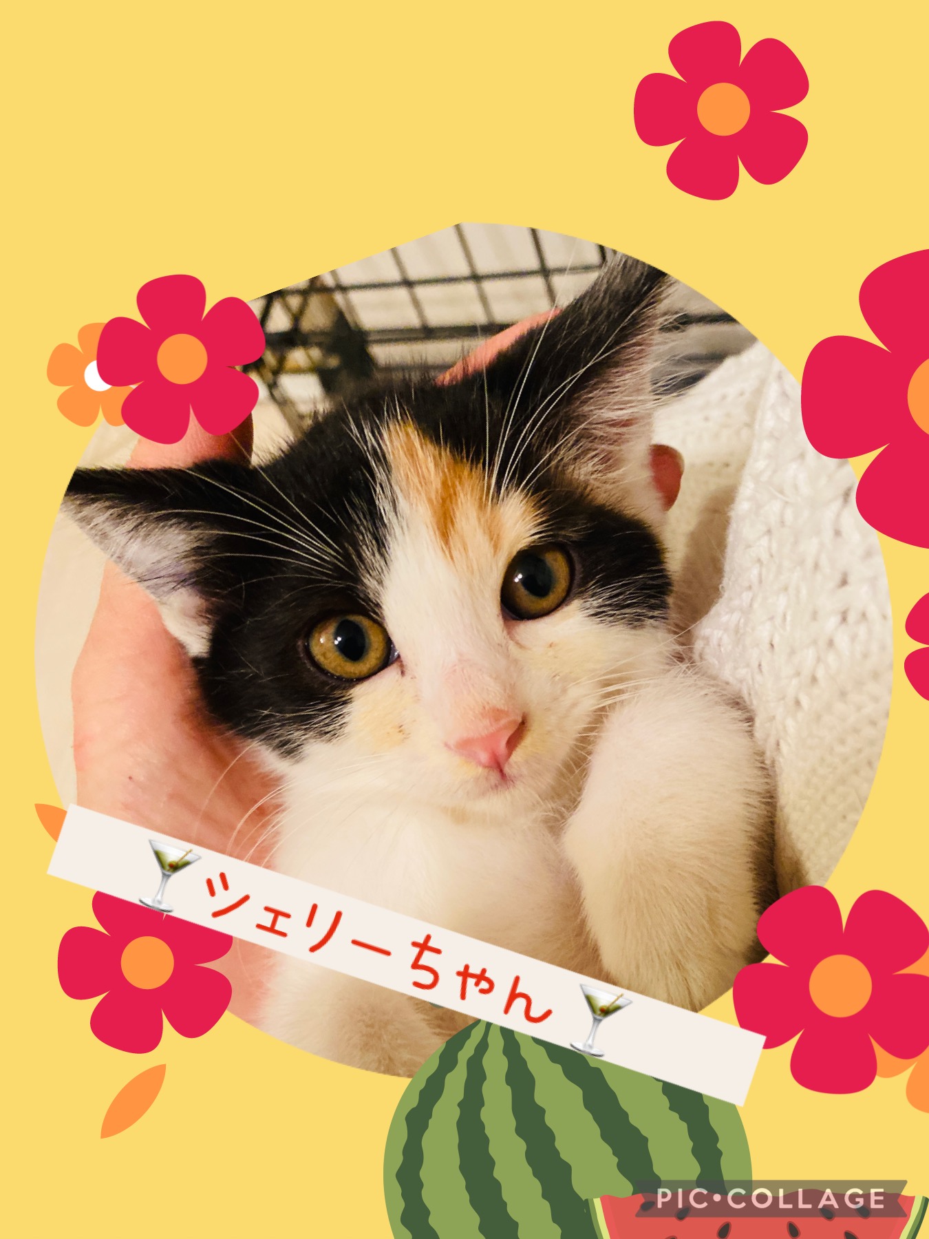 アペリティフ5兄妹♡シェリーちゃん