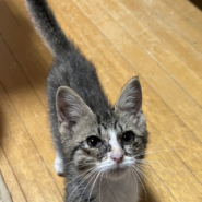 甘えん坊全開の３ヵ月・ミユちゃん