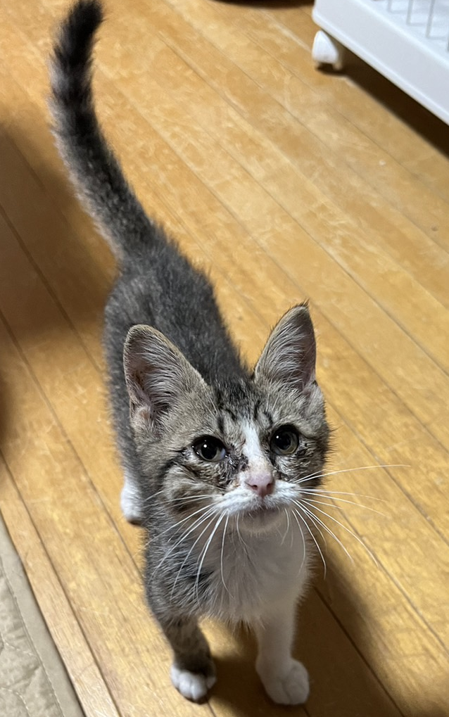 甘えん坊全開の３ヵ月・ミユちゃん