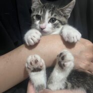 とても綺麗なイケニャンボーイの星！