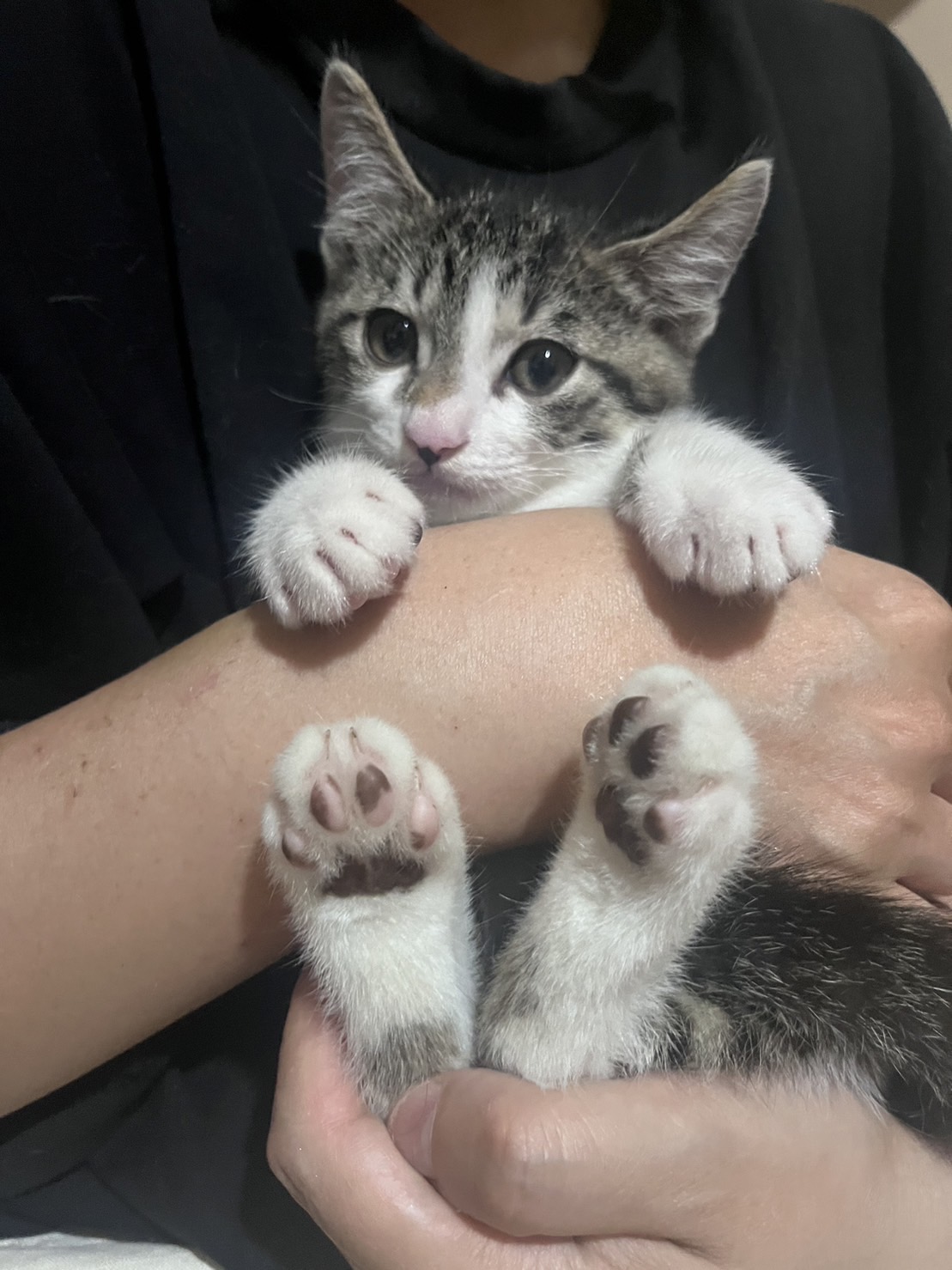 とても綺麗なイケニャンボーイの星！