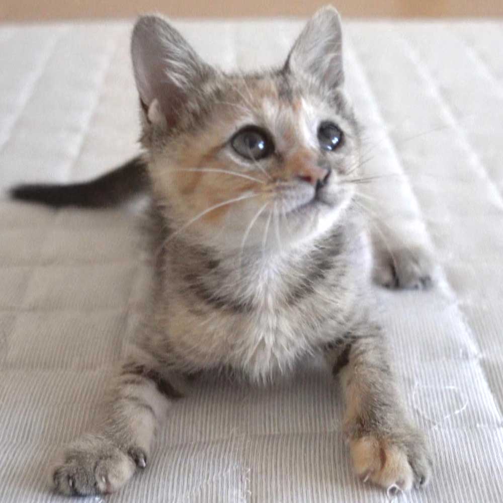 7月8日入所の麦わらの子猫の女の子