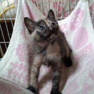 ５月７日生まれ馴れてる６兄妹『こえだ』