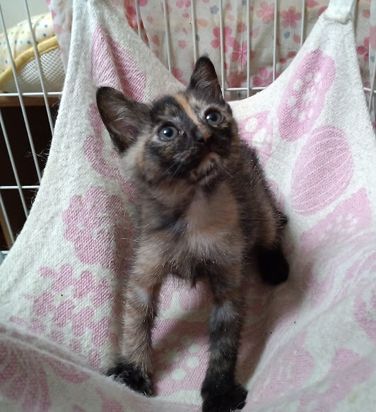 ５月７日生まれ馴れてる６兄妹『こえだ』