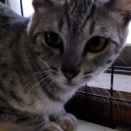 竹ちゃん・穏やかな男の子