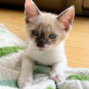 香川県　甘えん坊5兄弟のちゃちゃくん