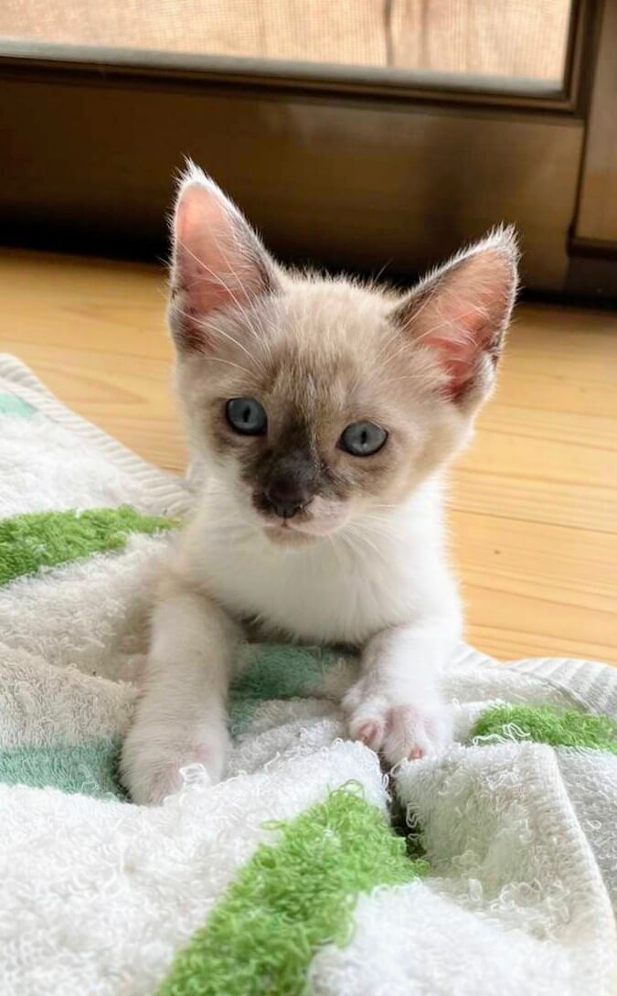 香川県　甘えん坊5兄弟のちゃちゃくん