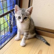 香川県　甘えん坊5兄弟のブルーくん