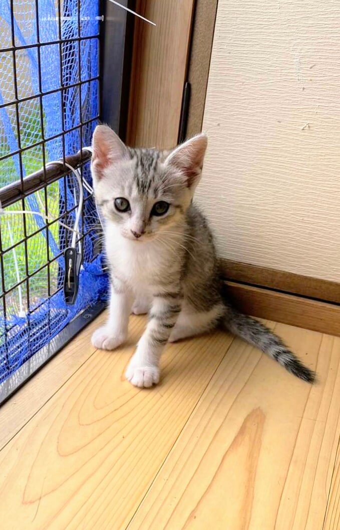 香川県　甘えん坊5兄弟のブルーくん