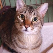 香川県　甘えん坊のイケメン　シンバくん