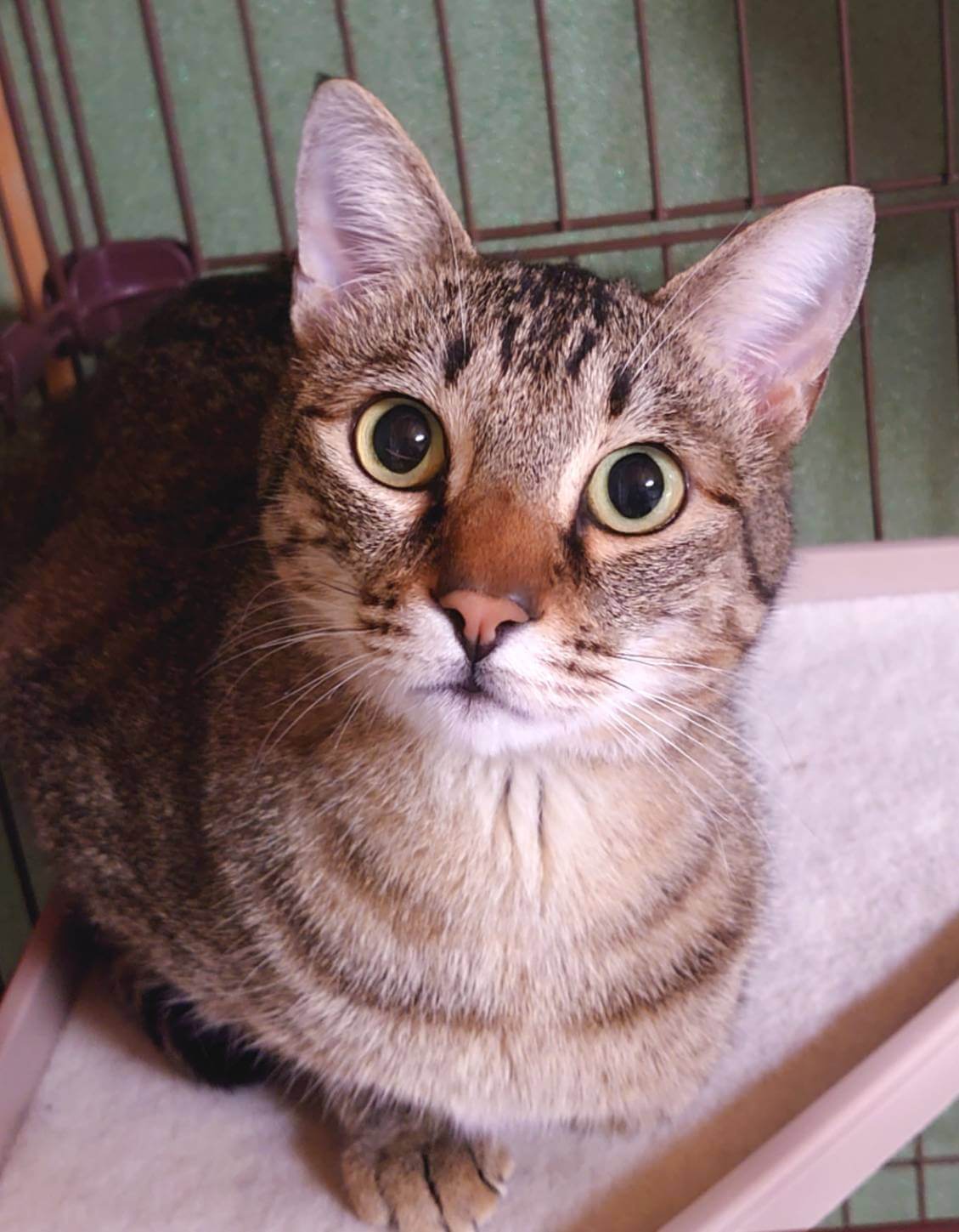 香川県　甘えん坊のイケメン　シンバくん