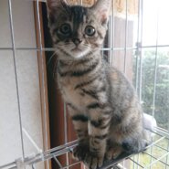 みこ・活発な女の子