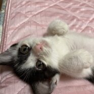 ハッチ・元気いっぱいのお転婆ちゃん