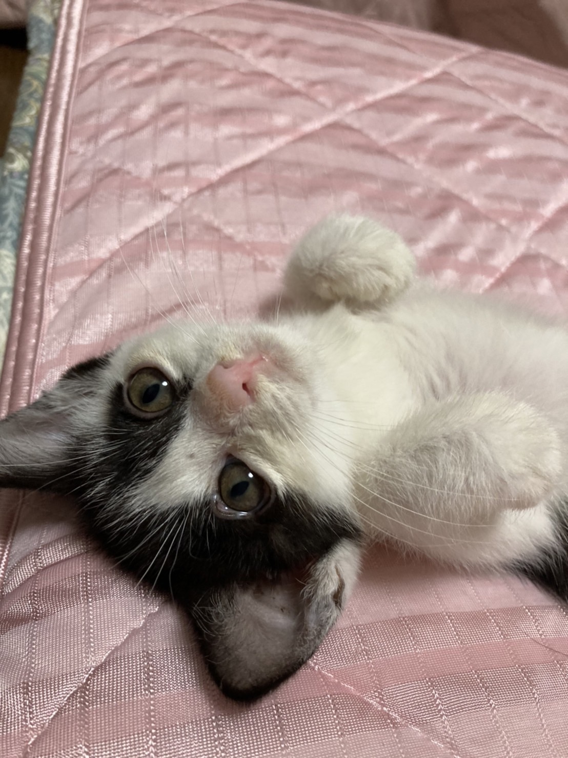 ハッチ・元気いっぱいのお転婆ちゃん