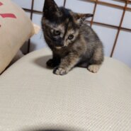 生後２ヶ月の子猫です！