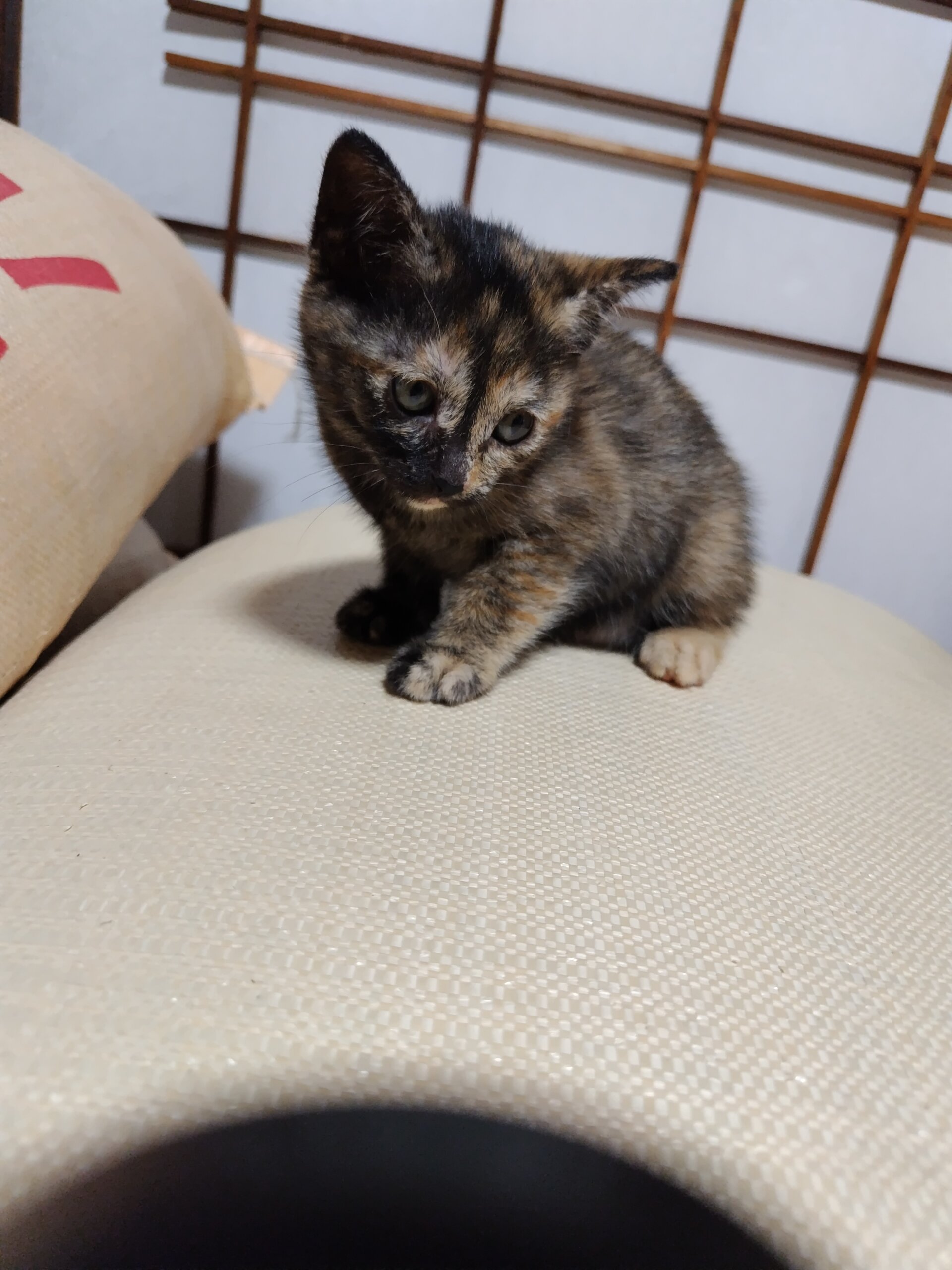 生後２ヶ月の子猫です！