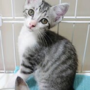 香川県　甘えん坊5兄弟のグリーンくん