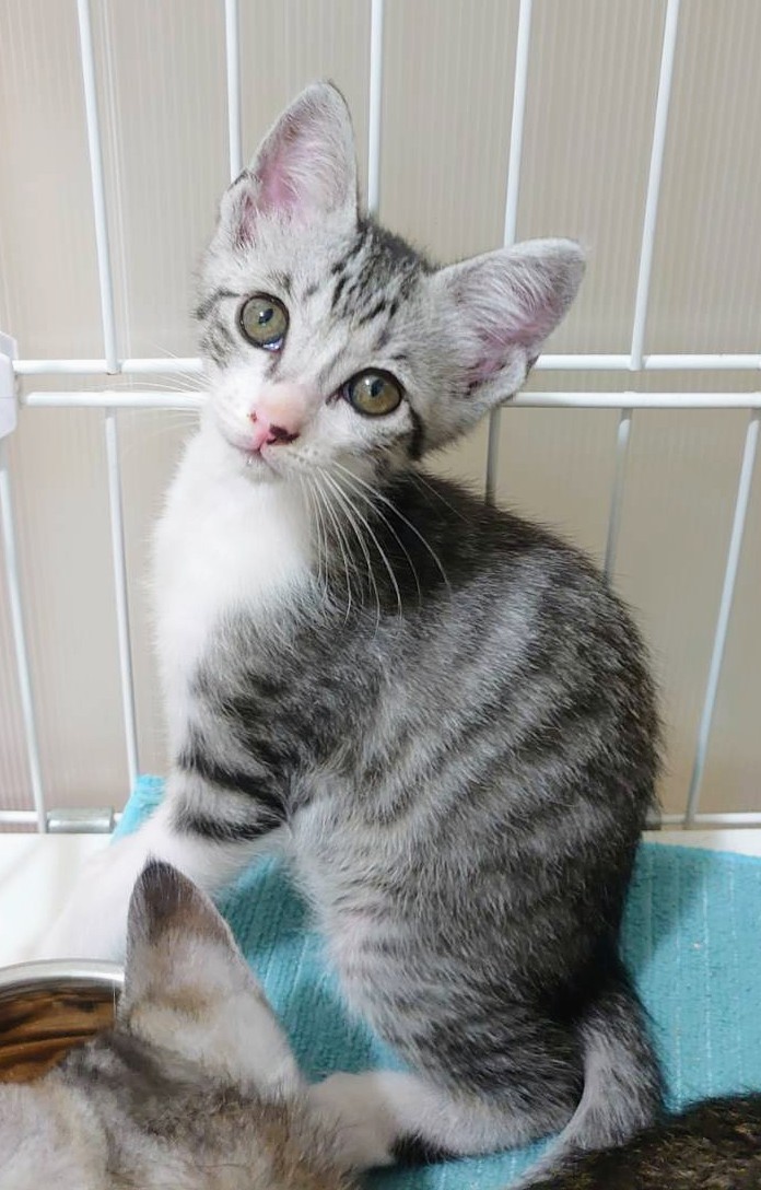 香川県　甘えん坊5兄弟のグリーンくん