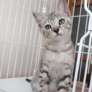 香川県　甘えん坊5兄弟のカーキくん