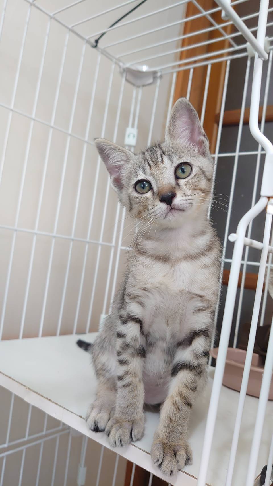 香川県　甘えん坊5兄弟のカーキくん