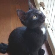 香川県【保健所レスキュー】甘えん坊のジューンベリーくん