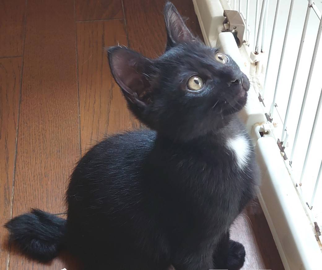 香川県【保健所レスキュー】甘えん坊のジューンベリーくん