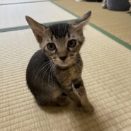 アビシニアン風！？仮の名前はグラちゃん♪