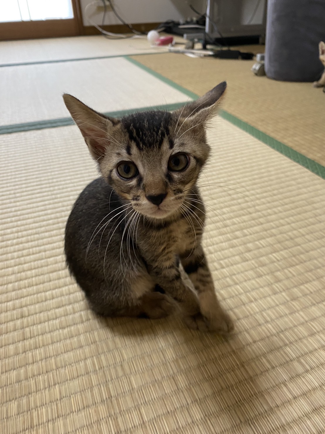 アビシニアン風！？仮の名前はグラちゃん♪