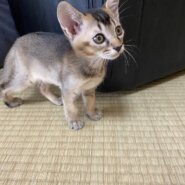アビシニアン風！？仮の名前はケラちゃん♪