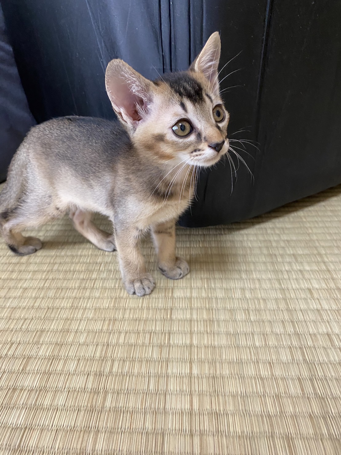 アビシニアン風！？仮の名前はケラちゃん♪