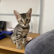 人懐っこい、仮の名前はトラちゃん♪