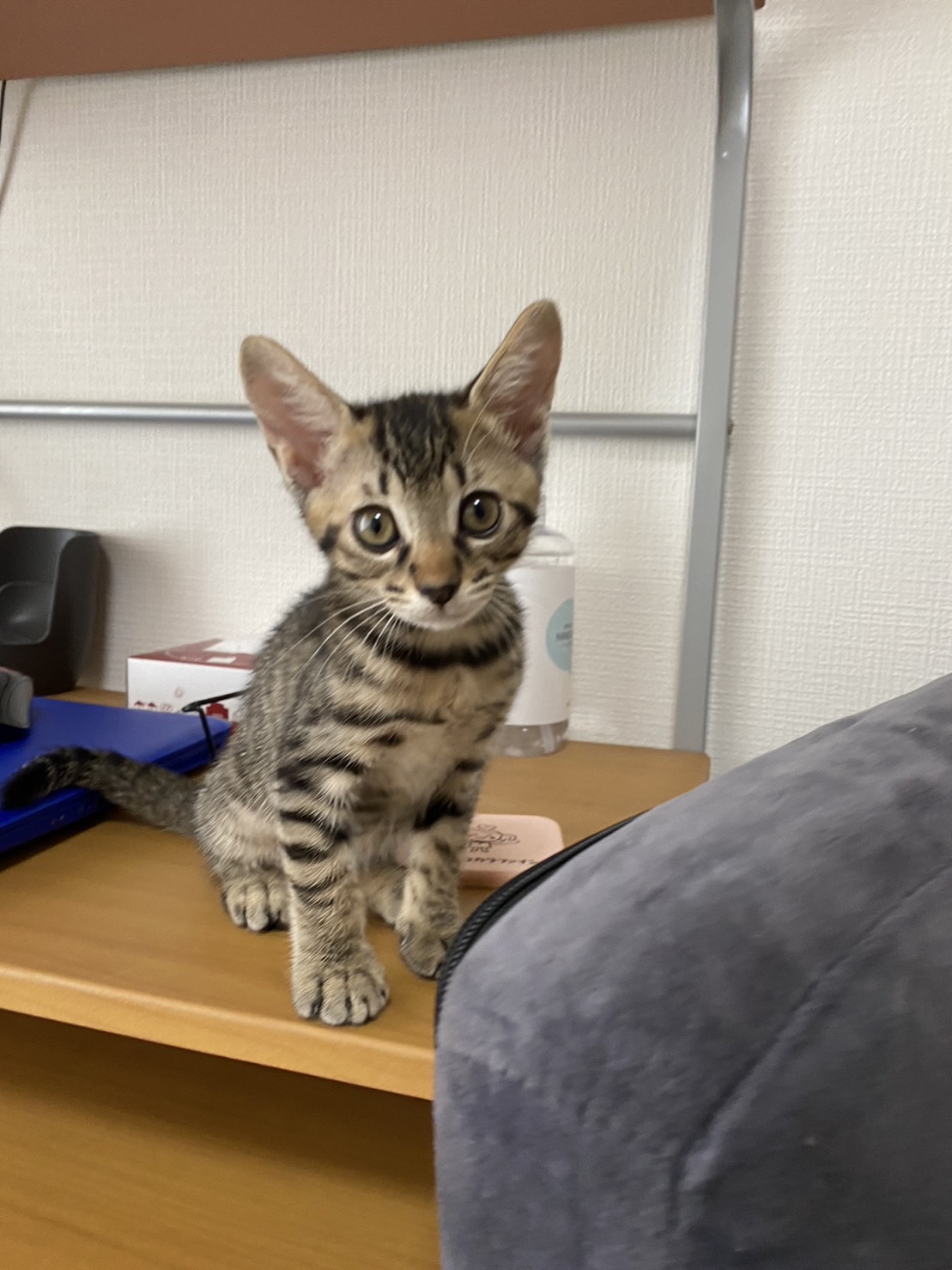 人懐っこい、仮の名前はトラちゃん♪