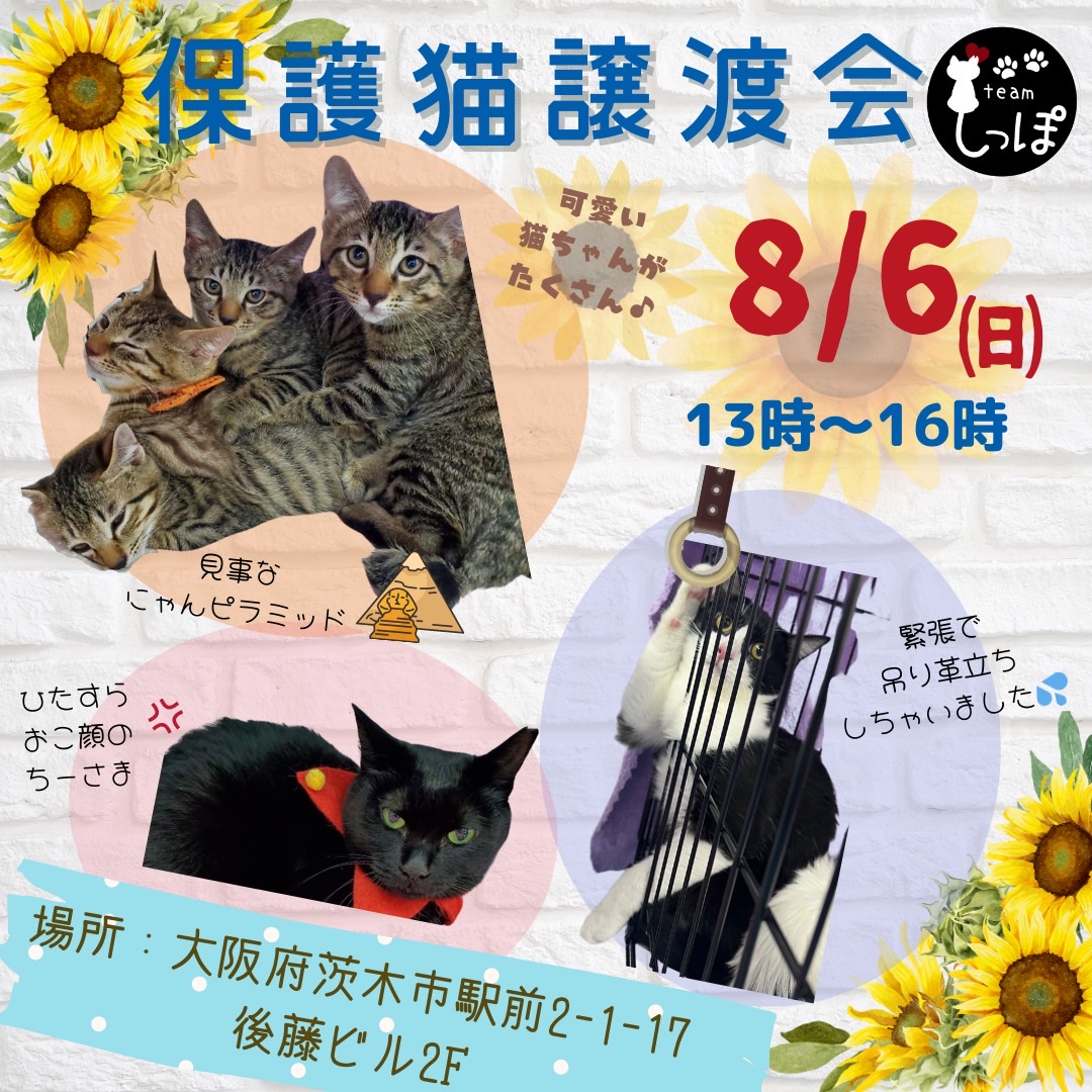 ★teamしっぽ★保護猫譲渡会