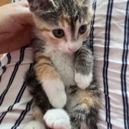 とてもチャーミングなミケ仔猫の乙！