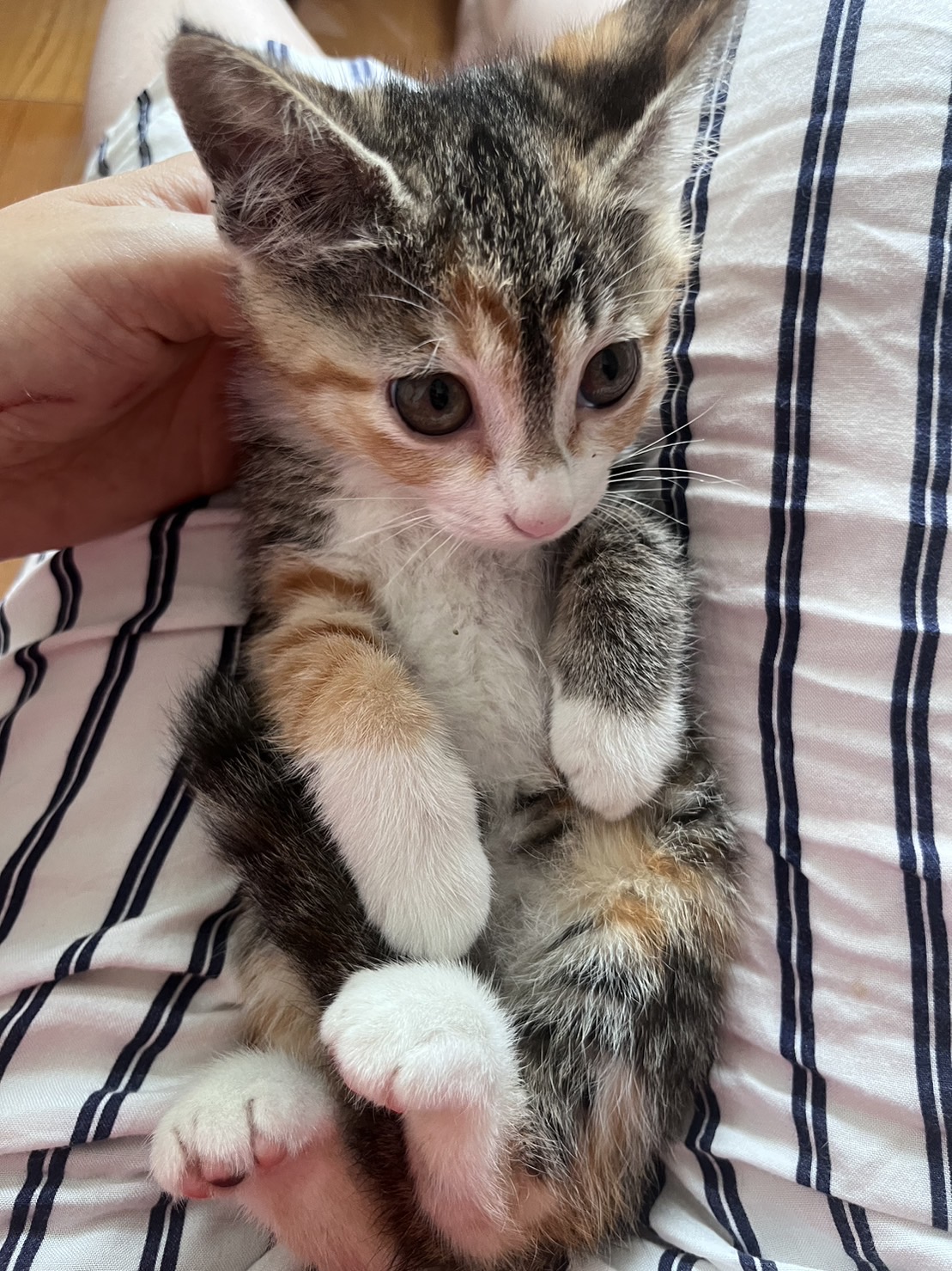 とてもチャーミングなミケ仔猫の乙！