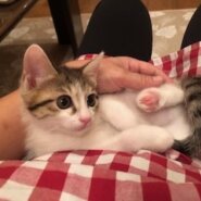 人も猫も大好きで可愛すぎる仔猫の紫！