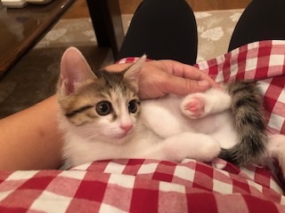 人も猫も大好きで可愛すぎる仔猫の紫！