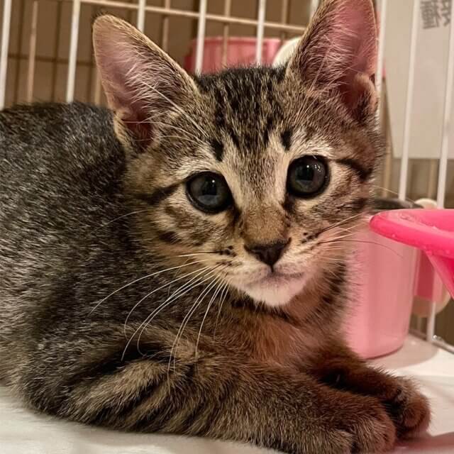 子猫の預かりボランティアさん急きょ募集中