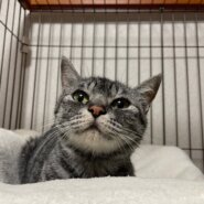 可愛い顔したサバトラの女の子