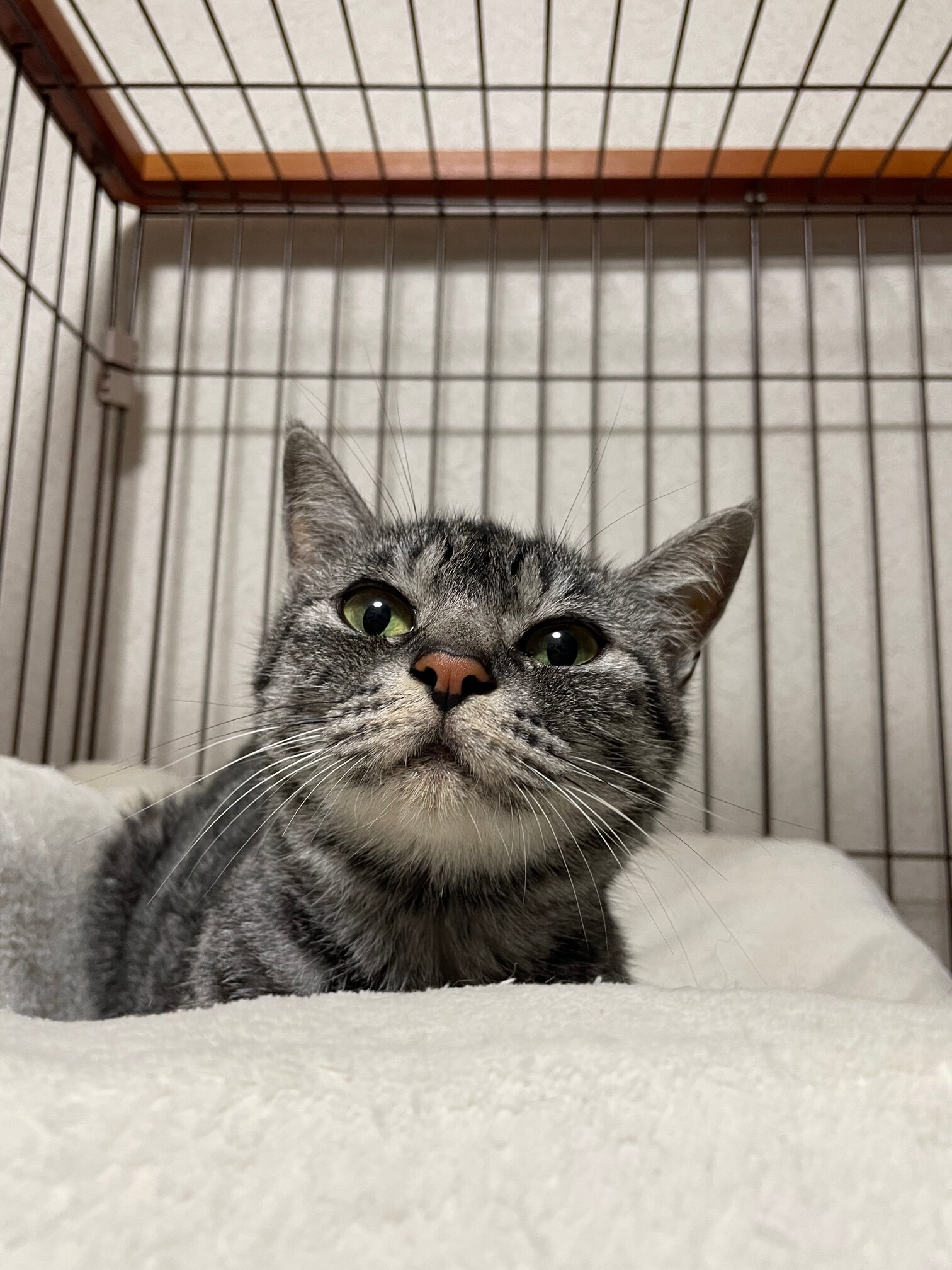 可愛い顔したサバトラの女の子