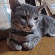 幸せのかぎしっぽ　甘えん坊な男の子はぴくん♪