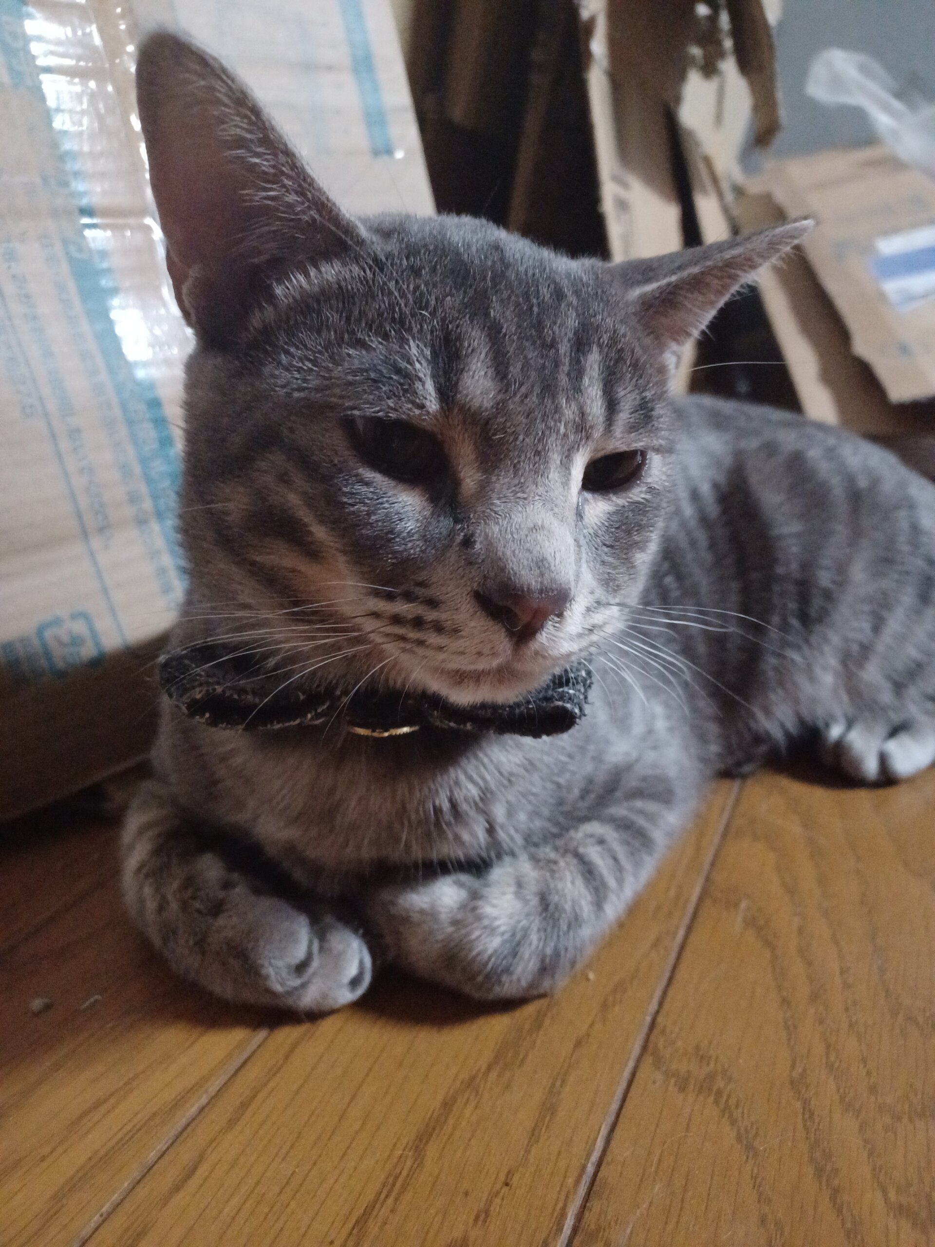 幸せのかぎしっぽ　甘えん坊な男の子はぴくん♪