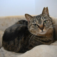 【譲渡決定】菜美：ナデナデ大好き女子