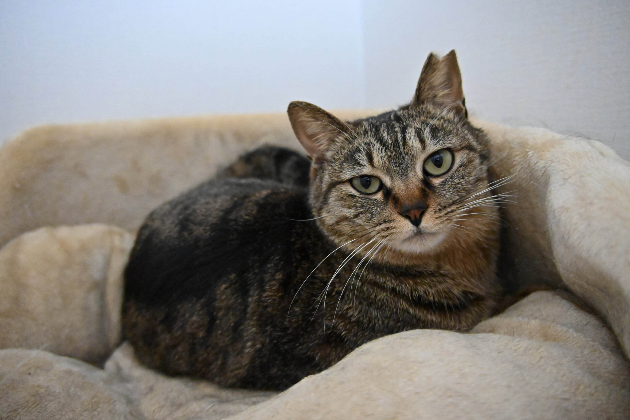 【譲渡決定】菜美：ナデナデ大好き女子