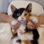 ４月生まれの５兄妹♡おりこうさんの『さくら』