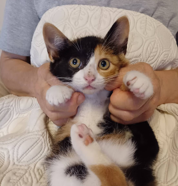 ４月生まれの５兄妹♡おりこうさんの『さくら』